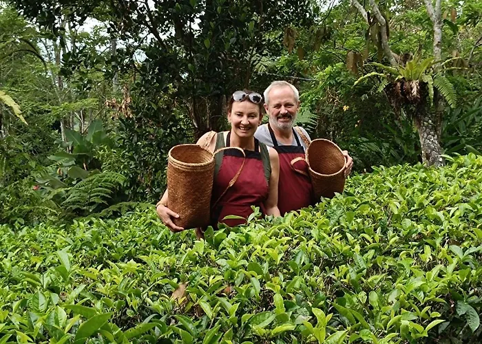 ベッド・アンド・ブレックファスト Dwan Tea Mountain Side